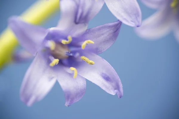 Spanish bluebell hyacintoides hispanica — Stock Photo, Image