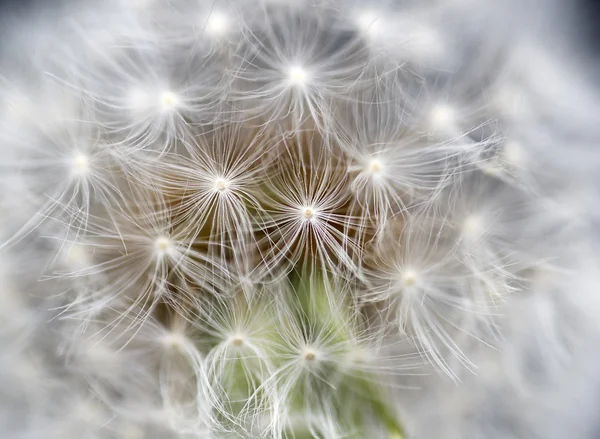 Pampelišku osiva hlavy taraxacum officinale — Stock fotografie