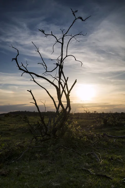 Silhueta de arbusto Stark contra o deslumbrante céu do pôr do sol — Fotografia de Stock