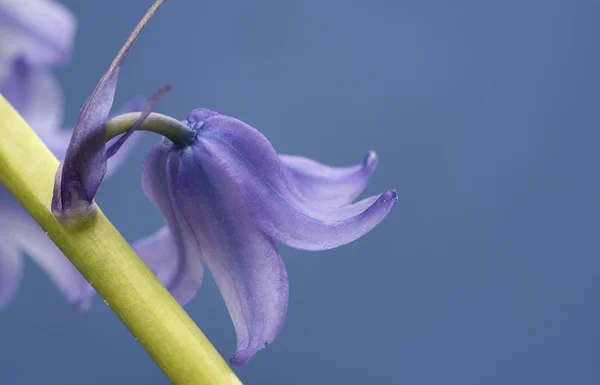 Spanish bluebell hyacintoides hispanica — Stock Photo, Image