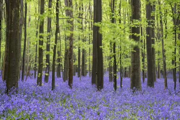 Élénk bluebell szőnyeg tavaszi erdős táj — Stock Fotó