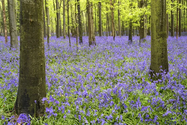 Vibrant bluebell carpet Spring forest landscape — Stock Photo, Image