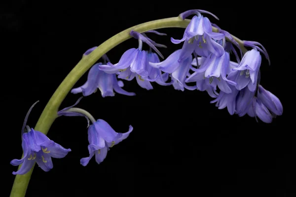 Spanish bluebell hyacintoides hispanica — Stock Photo, Image