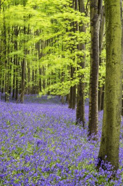 canlı bluebell halı bahar orman manzarası