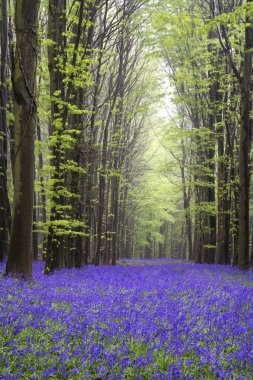 canlı bluebell halı bahar orman manzarası