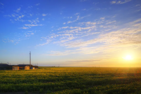 Azienda agricola nel campo di colza all'alba — Foto Stock