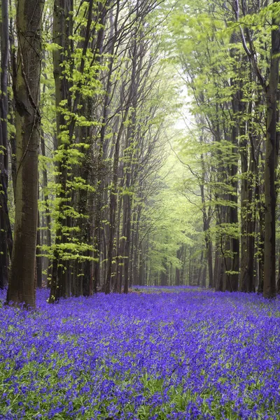 Vibrant bluebell carpet Spring forest landscape — Stock Photo, Image