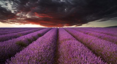 çarpıcı lavanta alan yatay yaz günbatımı moody kırmızı altında