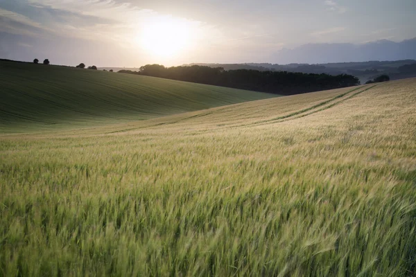 Summer landscape image of wheat field at sunset with beautiful l — Stock Photo, Image