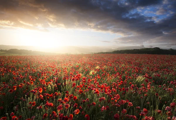 Impresionante paisaje de campo de amapola bajo cielo puesta de sol de verano —  Fotos de Stock