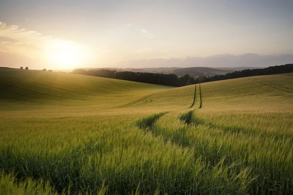 Paisaje de verano imagen de campo de trigo al atardecer con l hermosa —  Fotos de Stock