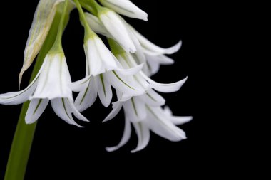 beyaz İspanyol bluebell hyacintoides hispanica