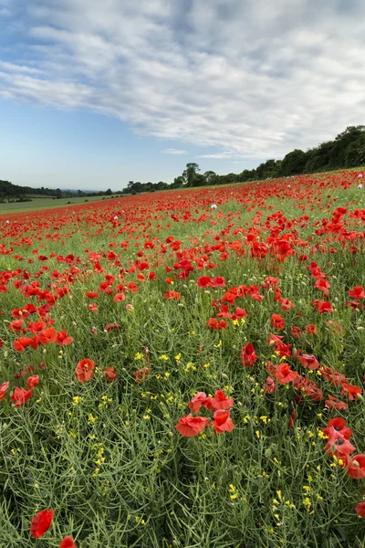 Stunning poppy field landscape under Summer sunset sky — Stock Photo, Image