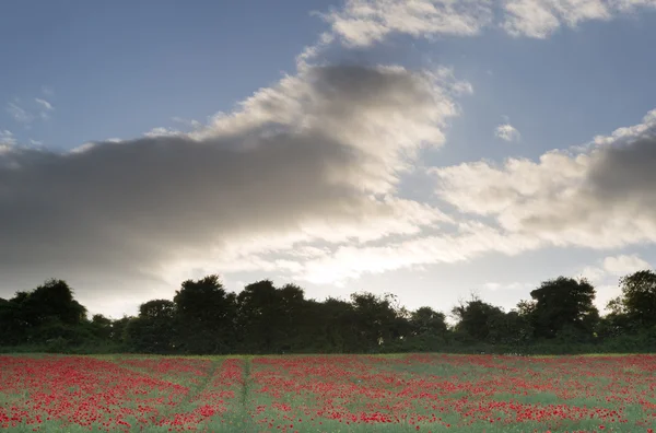 Stunning poppy field landscape under Summer sunset sky — Stock Photo, Image