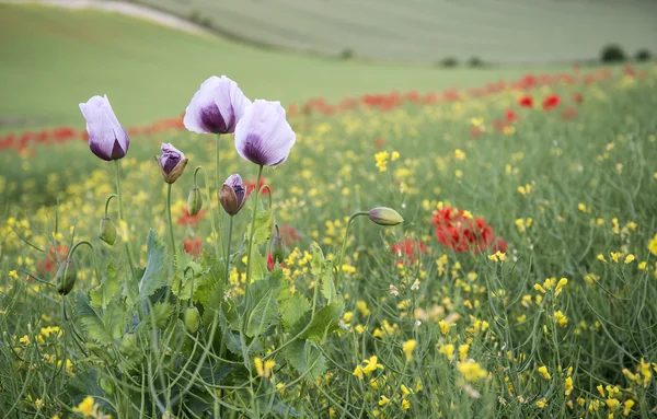 Superbe paysage de champs de pavot avec des coquelicots violets — Photo