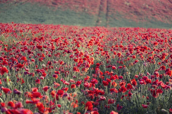 Impresionante campo de amapola paisaje —  Fotos de Stock