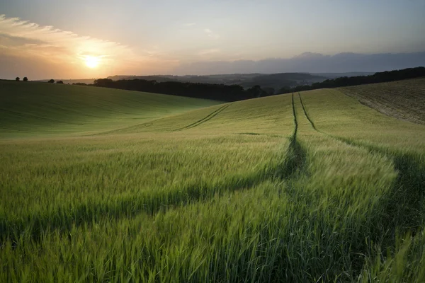 Zomer landschap foto van tarweveld bij zonsondergang met prachtige l — Stockfoto