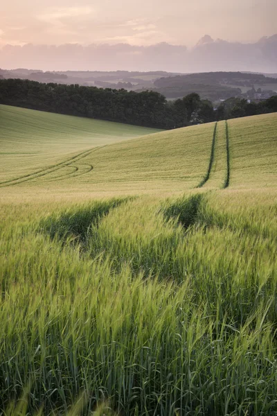 Summer landscape image of wheat field at sunset with beautiful l — Stock Photo, Image