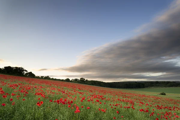 Impresionante paisaje de campo de amapola bajo cielo puesta de sol de verano —  Fotos de Stock