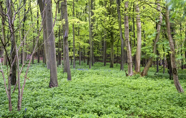 Bruisende weelderige groene lente boslandschap — Stockfoto