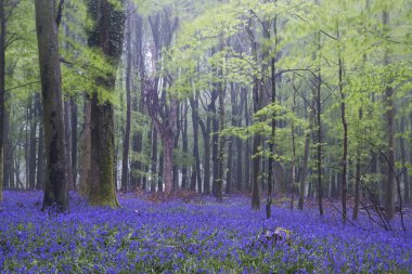 Vibrant bluebell carpet Spring forest foggy landscape clipart