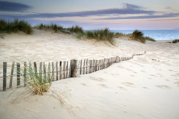Grassy sand dunes landscape at sunrise