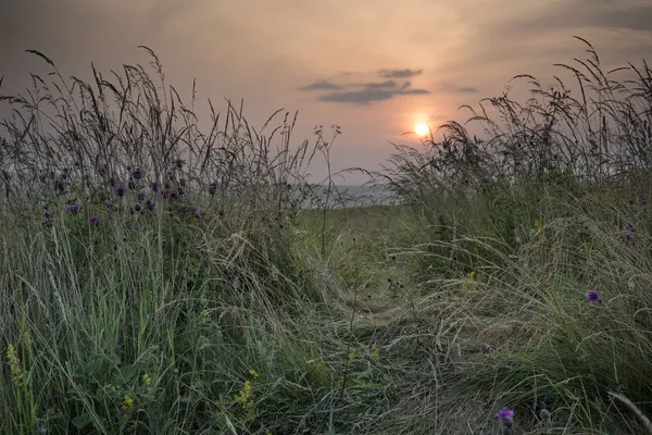 夏の野生のアザミと gr を通して見る日の出風景 — ストック写真