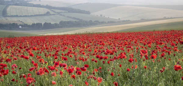 Poppy field landscape in Summer countryside sunrise — Stock Photo, Image