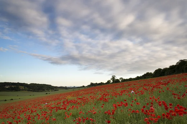 Campos de amapola paisaje Atardecer de verano . — Foto de Stock