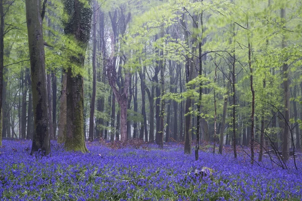 Vibrant bluebell carpet Spring forest foggy landscape — Stock Photo, Image