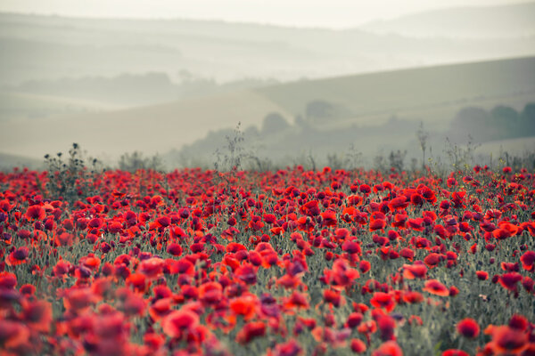 Poppy field landscape in Summer countryside sunrise with differe