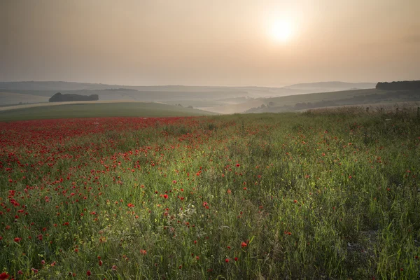 Mohnfelder Landschaft im Sommer Landschaft Sonnenaufgang — Stockfoto