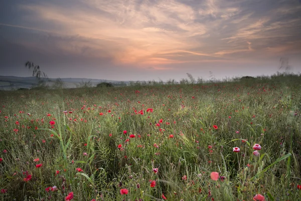 Campo de amapola paisaje en verano campo amanecer —  Fotos de Stock
