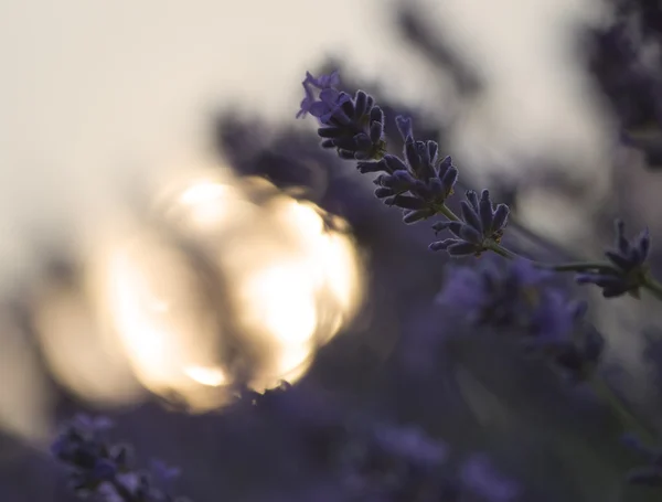 Krásné diferenciální zaměření techniku dává hloubku f — Stock fotografie