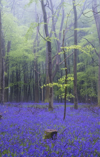 Pulserande bluebell mattan våren dimmigt skogslandskap — Stockfoto