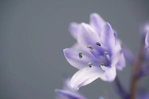 Іспанська bluebell hyacintoides hispanica — стокове фото