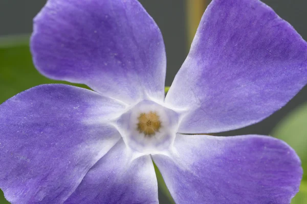 Immergrüne Frühlingsblume vinca major — Stockfoto