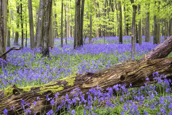 Pulserande bluebell mattan våren skogslandskap — Stockfoto