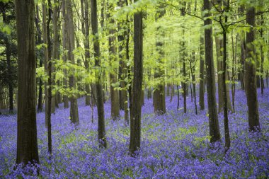 canlı bluebell halı bahar orman manzarası