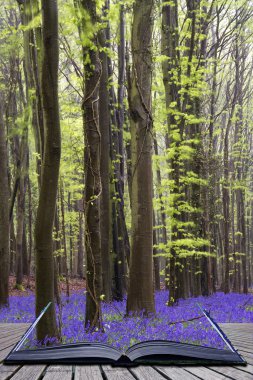 creatief concept pagina's van boek levendige bluebell tapijt lente fo