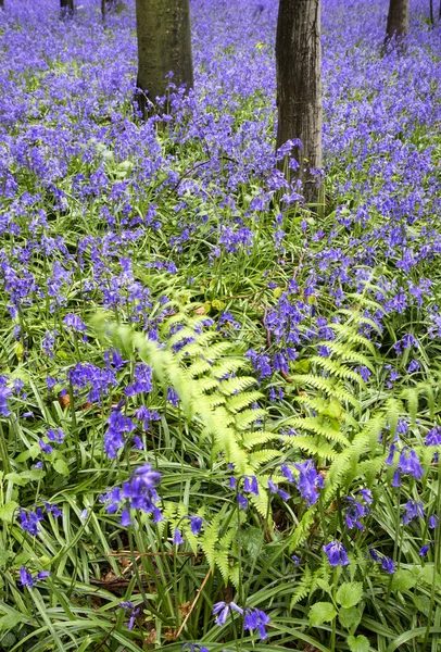 활기찬 블루 벨 카펫 봄 숲 풍경 — 스톡 사진
