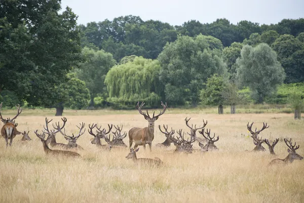 Red deet stag herd in Summer field landscape — Stock Photo, Image