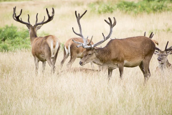 Red deet ciervo manada en verano campo paisaje —  Fotos de Stock