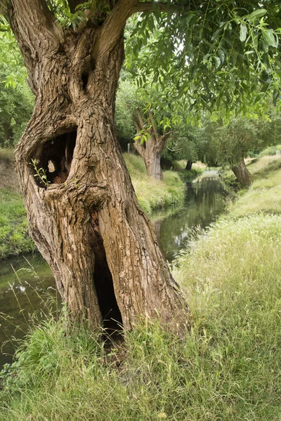 Paisaje o árboles que sobresalen Reflejos del arroyo de verano al amanecer — Foto de Stock