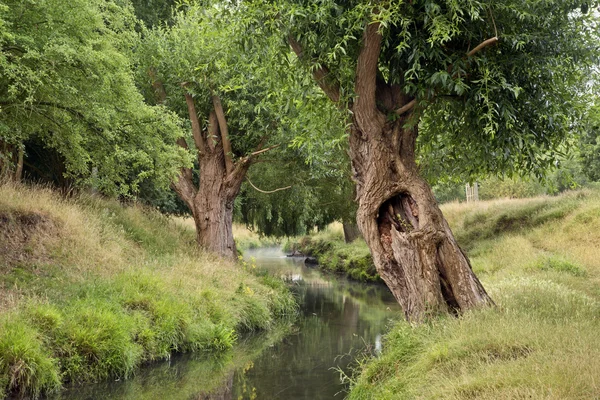 Landscape or trees overhanging Summer stream reflections at dawn — Stock Photo, Image