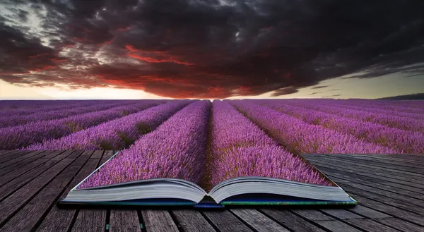 Creative concept pages of book Stunning lavender field landscape — Stock Photo, Image