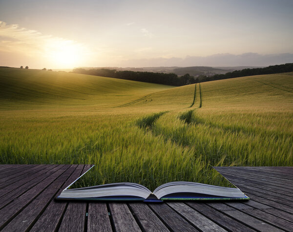 Creative concept pages of book Beautiful Summer landscape of field of growing wheat crop during sunset