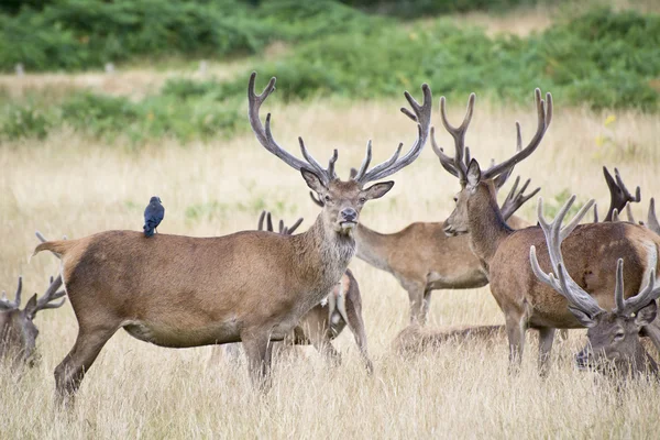 Red deer stag herd in Summer field landscape — Stock Photo, Image