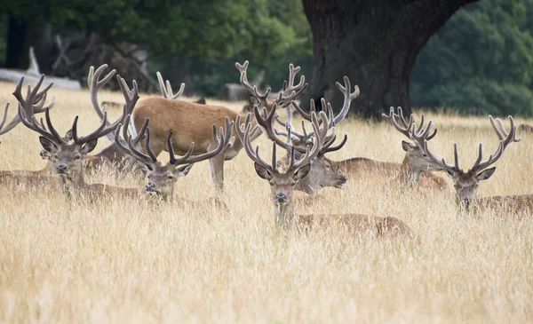 Kronhjort stag besättningen i sommaren fältet landskap — Stockfoto