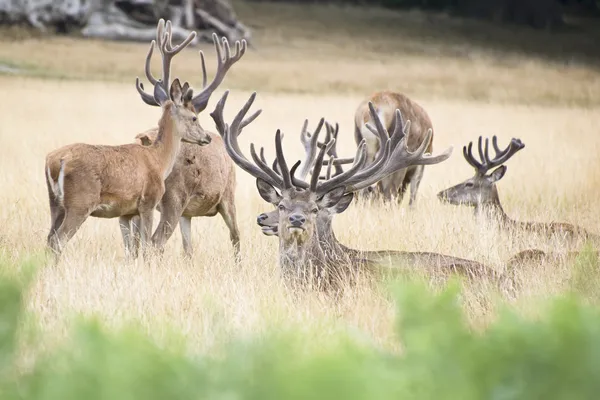 Red deer stag herd in Summer field landscape — Stock Photo, Image